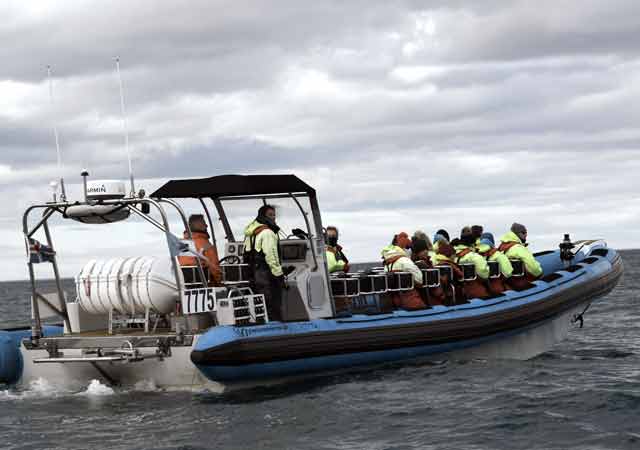 Whalewatching mit dem Schnellboot